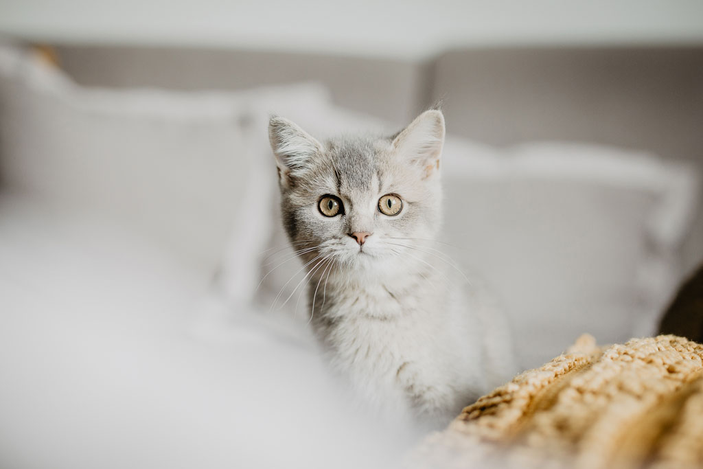 Tierfotografie Katze